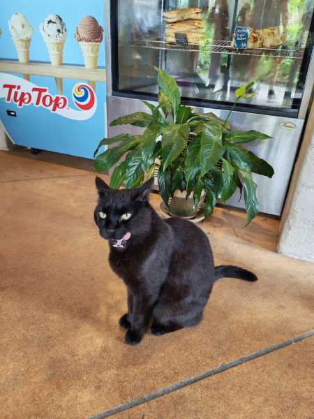 Новая Зеландия во второй раз на машине (21 день  - 2 острова) . Новогодние праздники