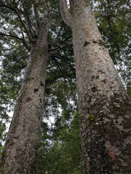 Новая Зеландия во второй раз на машине (21 день  - 2 острова) . Новогодние праздники