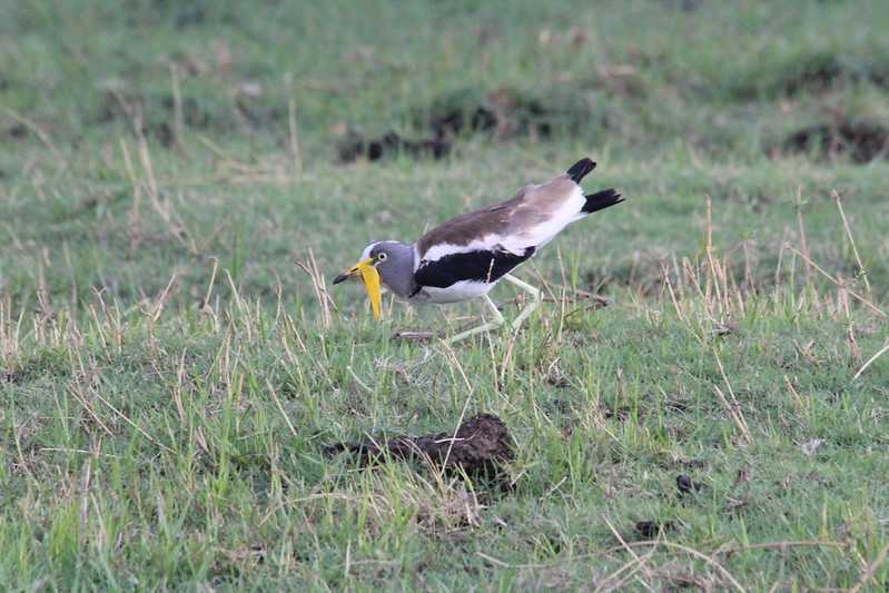 Южно-африканские приключения часть 2 20000 км (Намибия, Ботсвана, Замбия, Малави, Мозамбик) октябрь-декабрь 2025