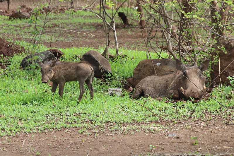Южно-африканские приключения часть 2 20000 км (Намибия, Ботсвана, Замбия, Малави, Мозамбик) октябрь-декабрь 2025