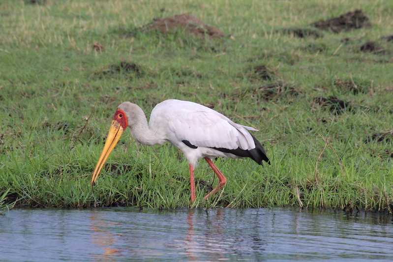 Южно-африканские приключения часть 2 20000 км (Намибия, Ботсвана, Замбия, Малави, Мозамбик) октябрь-декабрь 2025