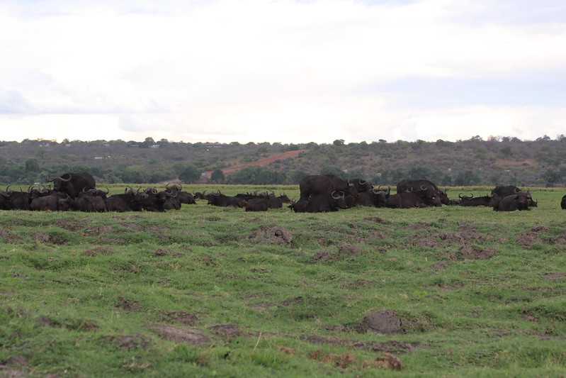 Южно-африканские приключения часть 2 20000 км (Намибия, Ботсвана, Замбия, Малави, Мозамбик) октябрь-декабрь 2025