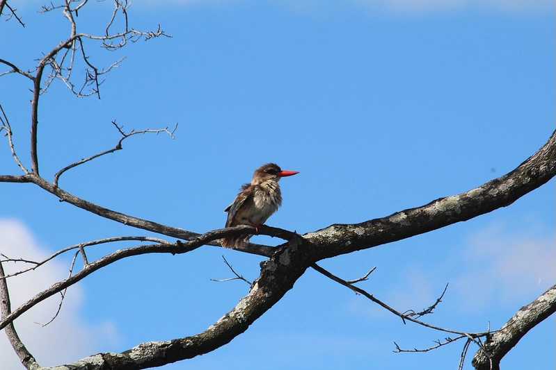 Южно-африканские приключения часть 2 20000 км (Намибия, Ботсвана, Замбия, Малави, Мозамбик) октябрь-декабрь 2025