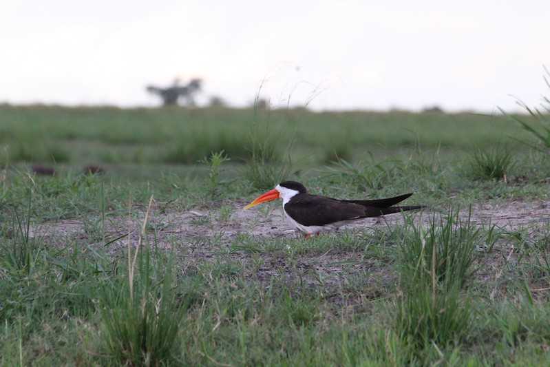 Южно-африканские приключения часть 2 20000 км (Намибия, Ботсвана, Замбия, Малави, Мозамбик) октябрь-декабрь 2025