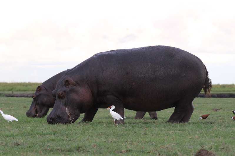 Южно-африканские приключения часть 2 20000 км (Намибия, Ботсвана, Замбия, Малави, Мозамбик) октябрь-декабрь 2025