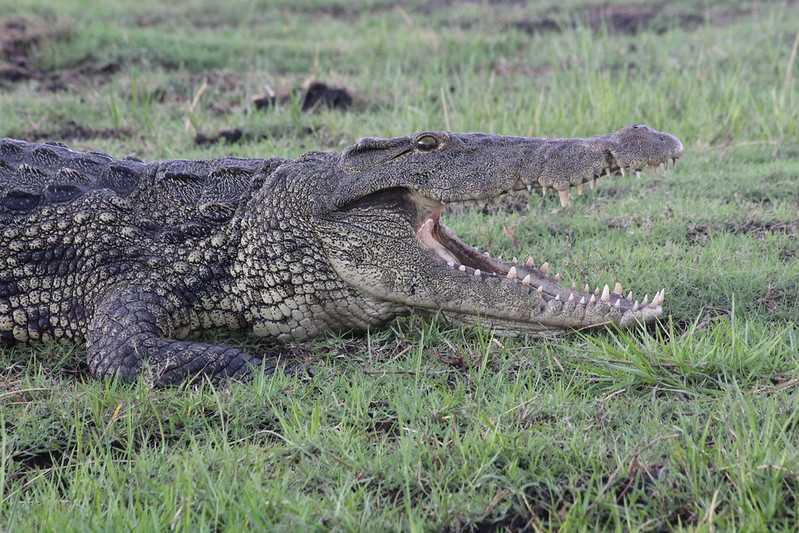 Южно-африканские приключения часть 2 20000 км (Намибия, Ботсвана, Замбия, Малави, Мозамбик) октябрь-декабрь 2025