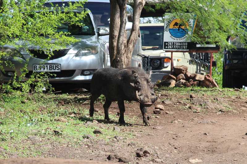 Южно-африканские приключения часть 2 20000 км (Намибия, Ботсвана, Замбия, Малави, Мозамбик) октябрь-декабрь 2025