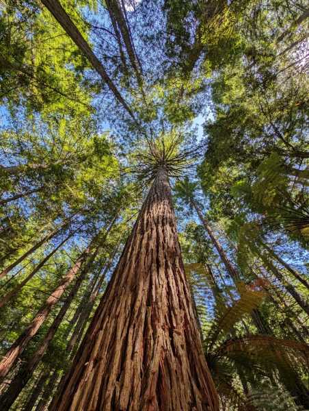 Новая Зеландия во второй раз на машине (21 день  - 2 острова) . Новогодние праздники