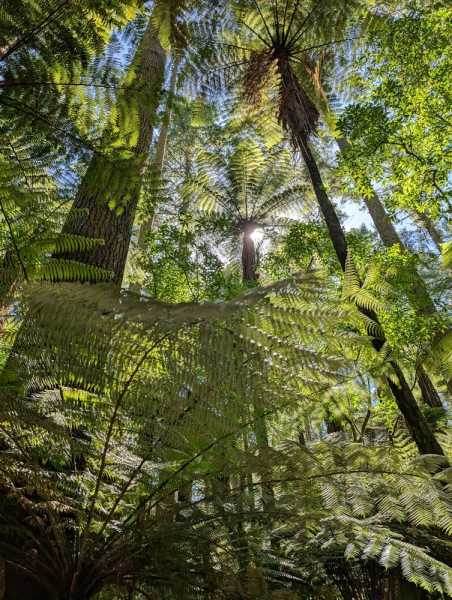 Новая Зеландия во второй раз на машине (21 день  - 2 острова) . Новогодние праздники