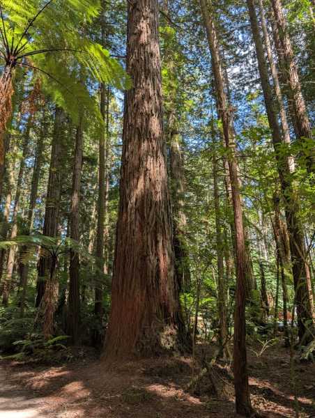 Новая Зеландия во второй раз на машине (21 день  - 2 острова) . Новогодние праздники