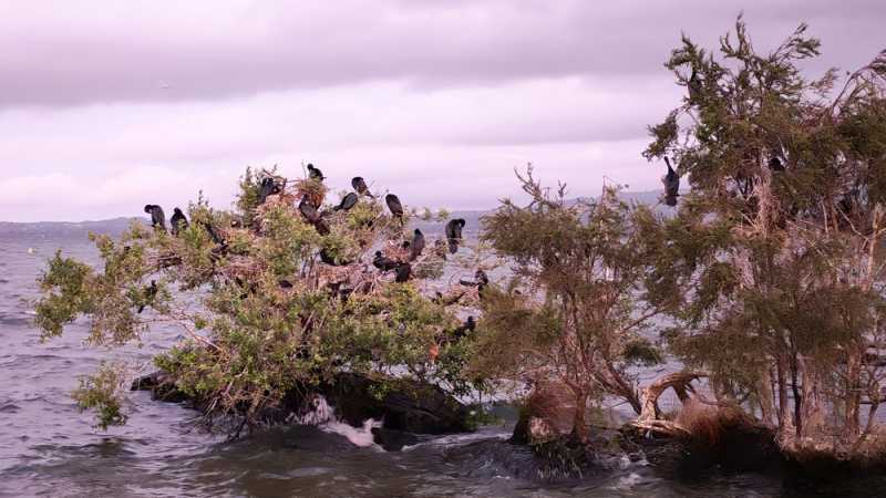 Новая Зеландия во второй раз на машине (21 день  - 2 острова) . Новогодние праздники