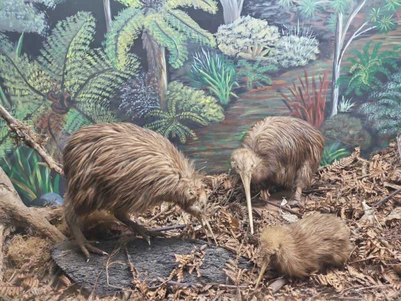 Новая Зеландия во второй раз на машине (21 день  - 2 острова) . Новогодние праздники