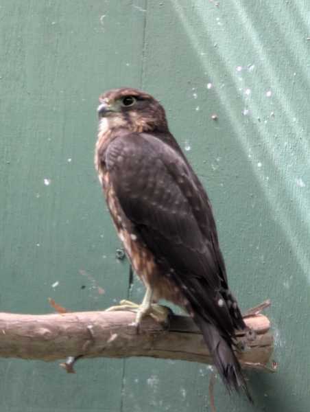 Новая Зеландия во второй раз на машине (21 день  - 2 острова) . Новогодние праздники