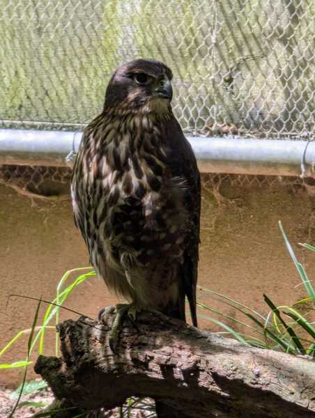 Новая Зеландия во второй раз на машине (21 день  - 2 острова) . Новогодние праздники