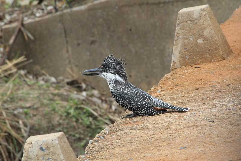 Южно-африканские приключения часть 2 20000 км (Намибия, Ботсвана, Замбия, Малави, Мозамбик) октябрь-декабрь 2025