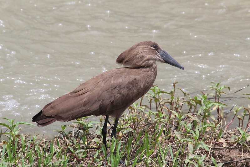 Южно-африканские приключения часть 2 20000 км (Намибия, Ботсвана, Замбия, Малави, Мозамбик) октябрь-декабрь 2025