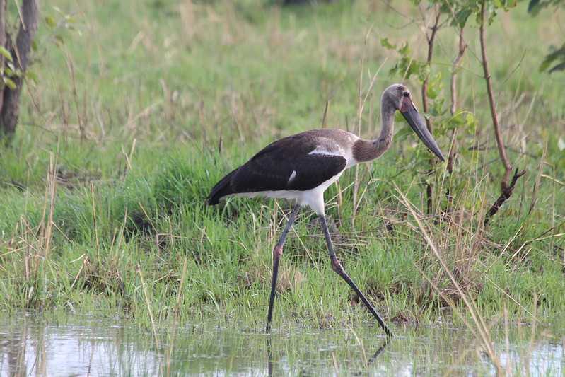 Южно-африканские приключения часть 2 20000 км (Намибия, Ботсвана, Замбия, Малави, Мозамбик) октябрь-декабрь 2025