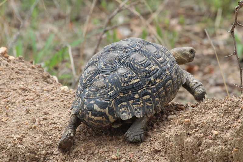 Южно-африканские приключения часть 2 20000 км (Намибия, Ботсвана, Замбия, Малави, Мозамбик) октябрь-декабрь 2025