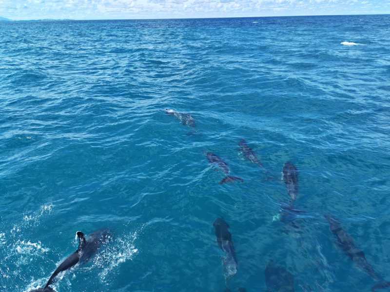 Новая Зеландия во второй раз на машине (21 день  - 2 острова) . Новогодние праздники