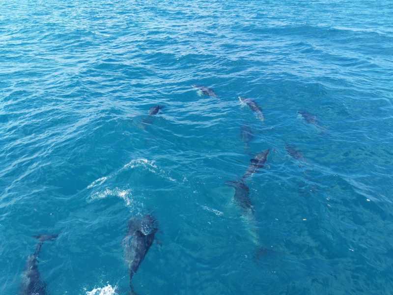 Новая Зеландия во второй раз на машине (21 день  - 2 острова) . Новогодние праздники