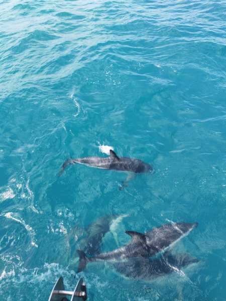 Новая Зеландия во второй раз на машине (21 день  - 2 острова) . Новогодние праздники