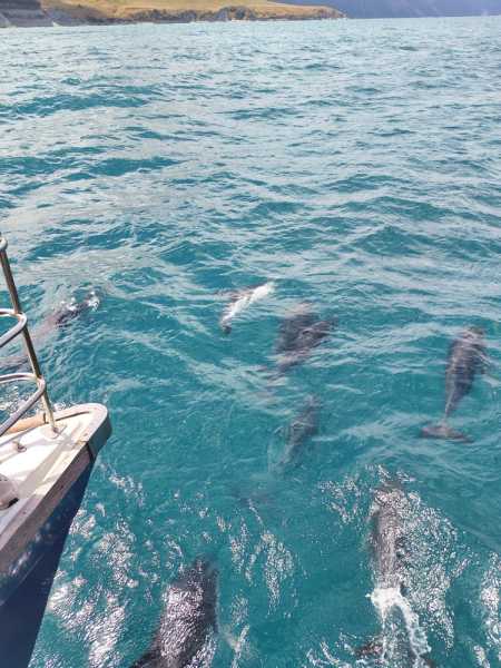 Новая Зеландия во второй раз на машине (21 день  - 2 острова) . Новогодние праздники