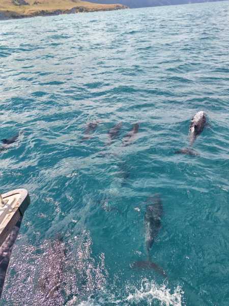 Новая Зеландия во второй раз на машине (21 день  - 2 острова) . Новогодние праздники