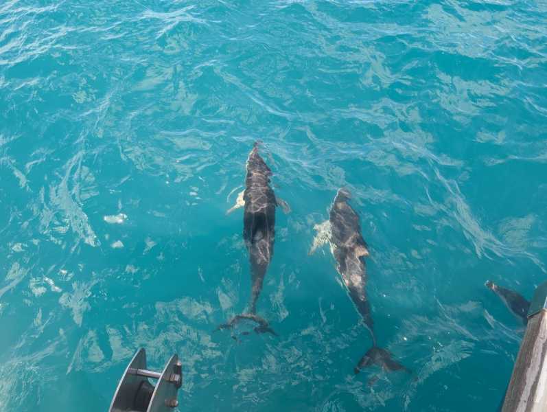 Новая Зеландия во второй раз на машине (21 день  - 2 острова) . Новогодние праздники