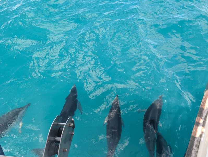 Новая Зеландия во второй раз на машине (21 день  - 2 острова) . Новогодние праздники