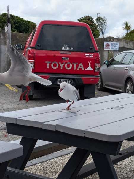 Новая Зеландия во второй раз на машине (21 день  - 2 острова) . Новогодние праздники