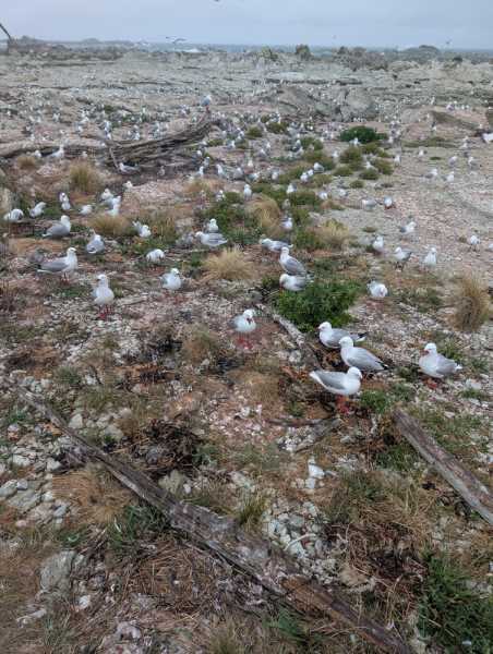 Новая Зеландия во второй раз на машине (21 день  - 2 острова) . Новогодние праздники