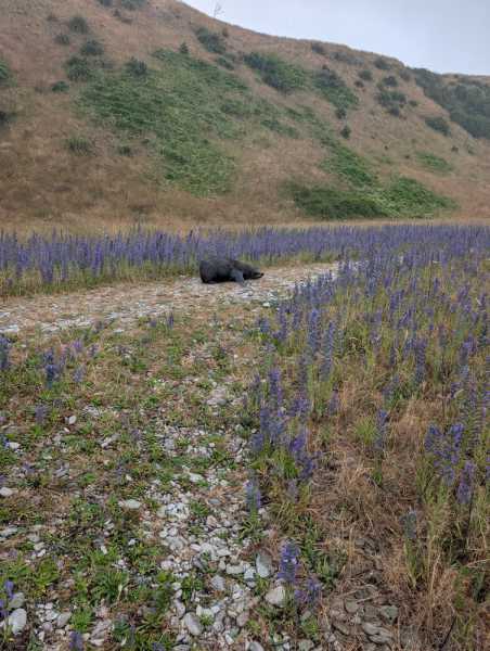 Новая Зеландия во второй раз на машине (21 день  - 2 острова) . Новогодние праздники