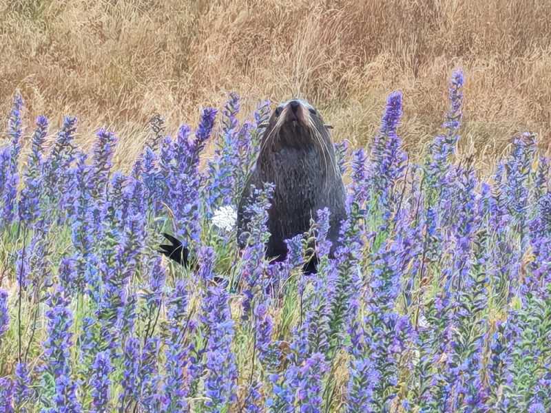 Новая Зеландия во второй раз на машине (21 день  - 2 острова) . Новогодние праздники