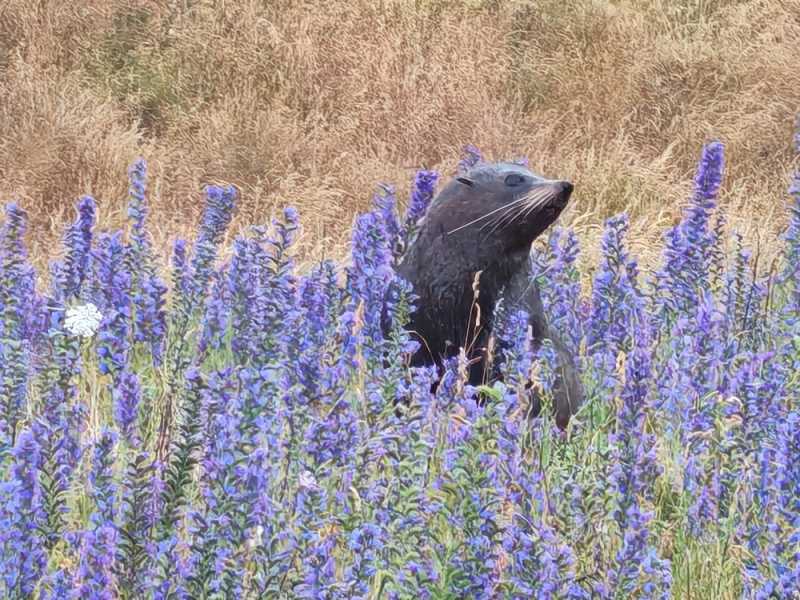 Новая Зеландия во второй раз на машине (21 день  - 2 острова) . Новогодние праздники