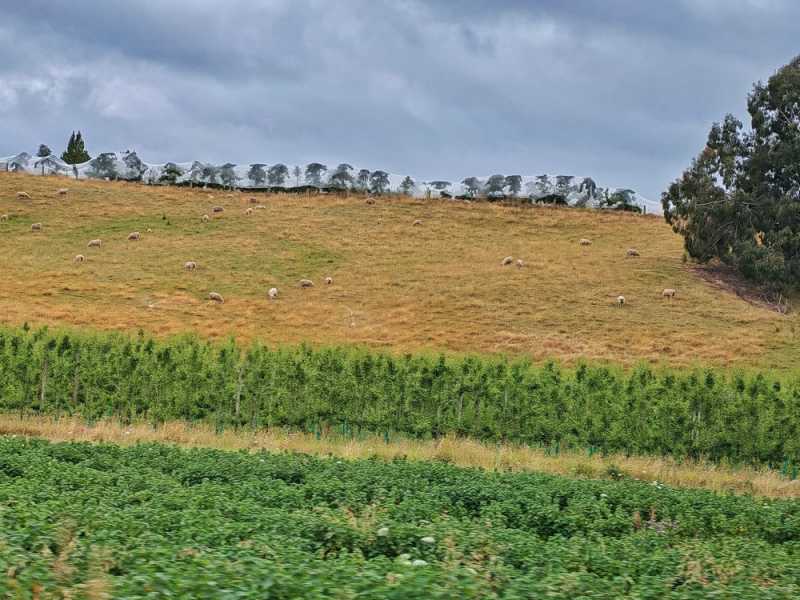 Новая Зеландия во второй раз на машине (21 день  - 2 острова) . Новогодние праздники