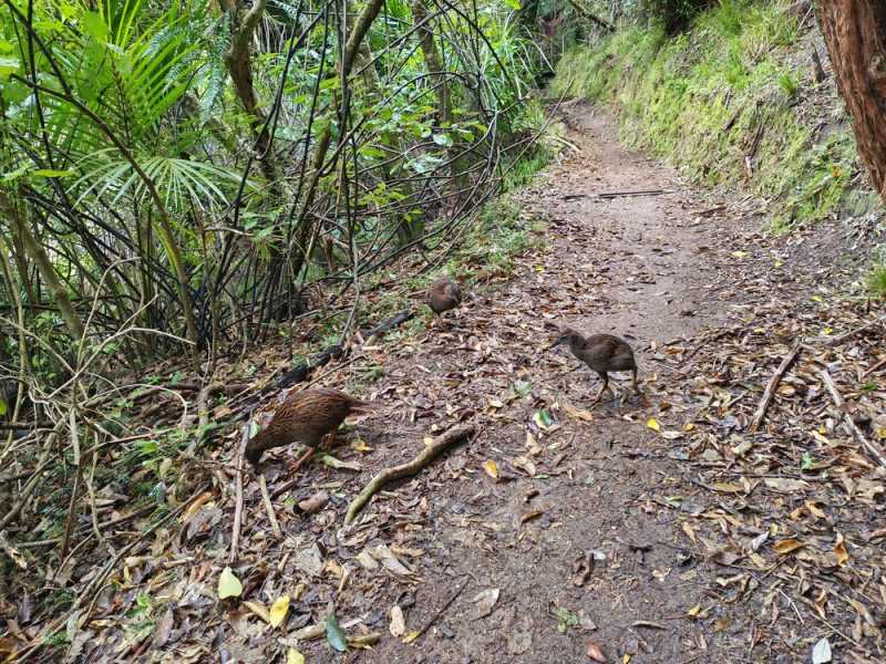 Новая Зеландия во второй раз на машине (21 день  - 2 острова) . Новогодние праздники