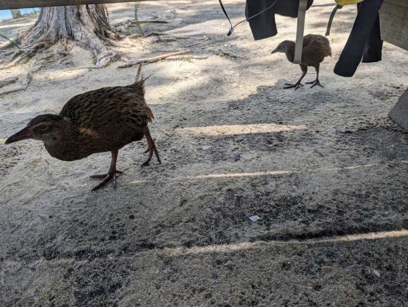 Новая Зеландия во второй раз на машине (21 день  - 2 острова) . Новогодние праздники