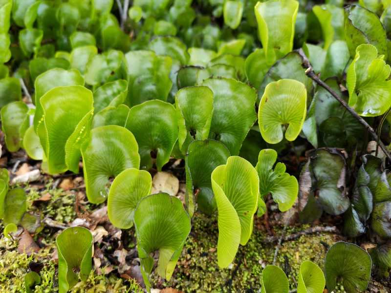 Новая Зеландия во второй раз на машине (21 день  - 2 острова) . Новогодние праздники