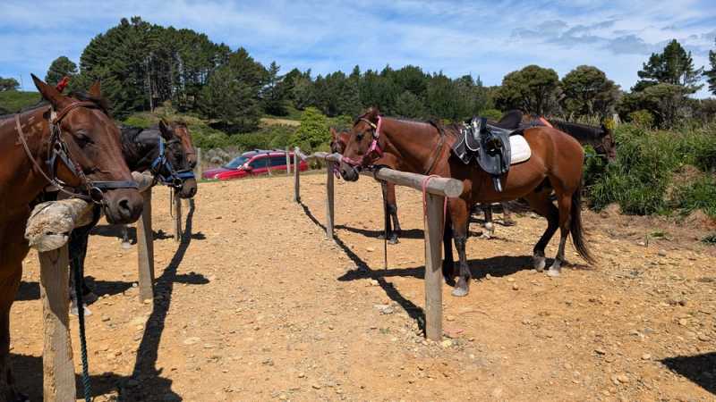 Новая Зеландия во второй раз на машине (21 день  - 2 острова) . Новогодние праздники
