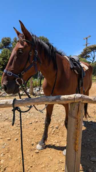 Новая Зеландия во второй раз на машине (21 день  - 2 острова) . Новогодние праздники