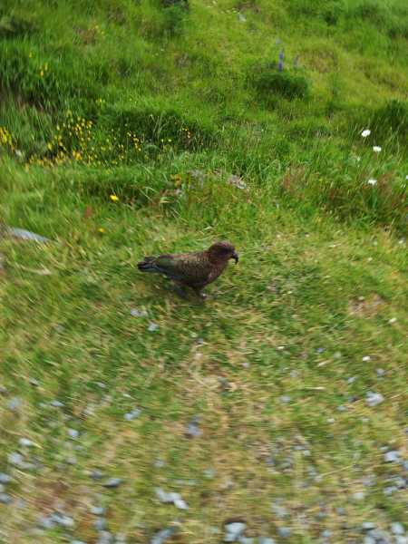 Новая Зеландия во второй раз на машине (21 день  - 2 острова) . Новогодние праздники