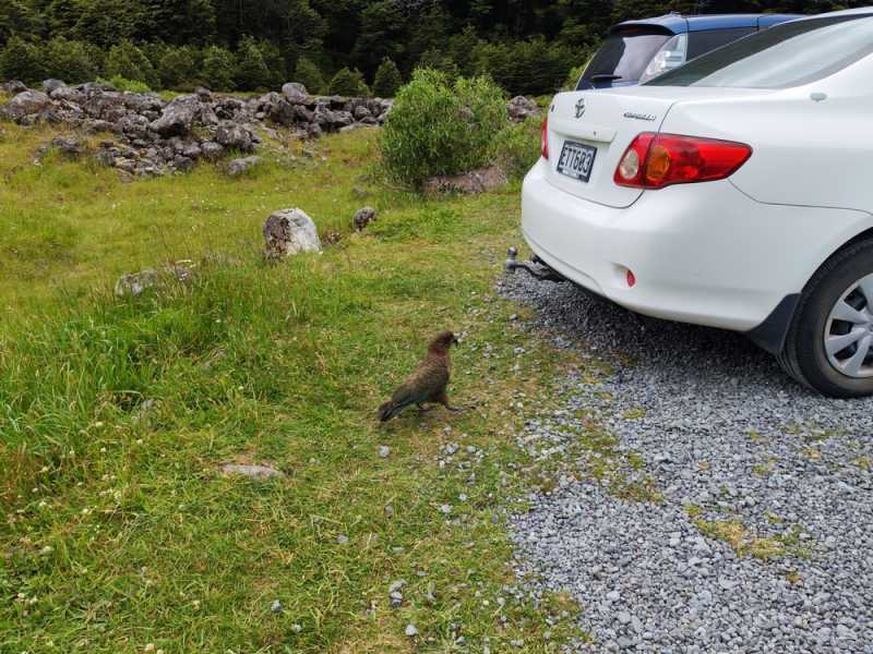 Новая Зеландия во второй раз на машине (21 день  - 2 острова) . Новогодние праздники