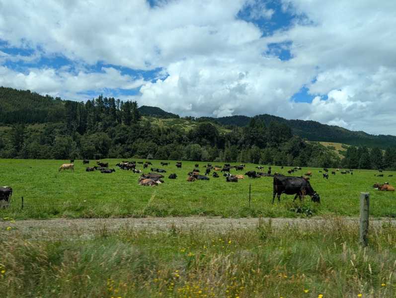 Новая Зеландия во второй раз на машине (21 день  - 2 острова) . Новогодние праздники