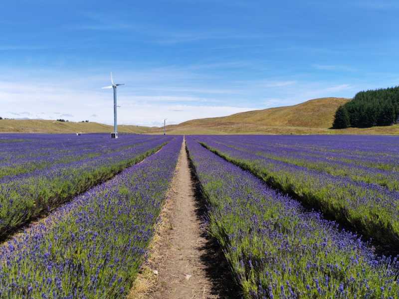 Новая Зеландия во второй раз на машине (21 день  - 2 острова) . Новогодние праздники