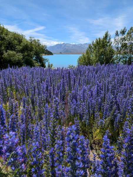 Новая Зеландия во второй раз на машине (21 день  - 2 острова) . Новогодние праздники
