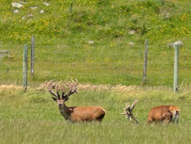 Новая Зеландия во второй раз на машине (21 день  - 2 острова) . Новогодние праздники