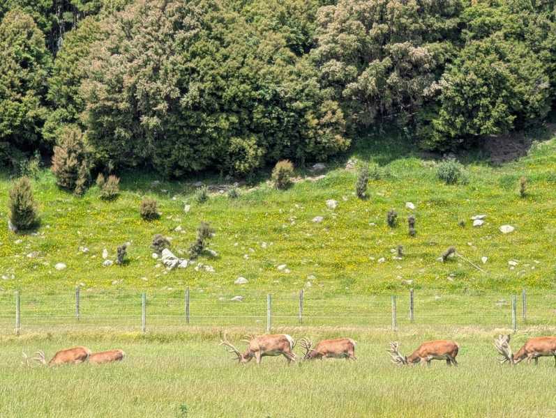 Новая Зеландия во второй раз на машине (21 день  - 2 острова) . Новогодние праздники