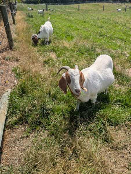 Новая Зеландия во второй раз на машине (21 день  - 2 острова) . Новогодние праздники