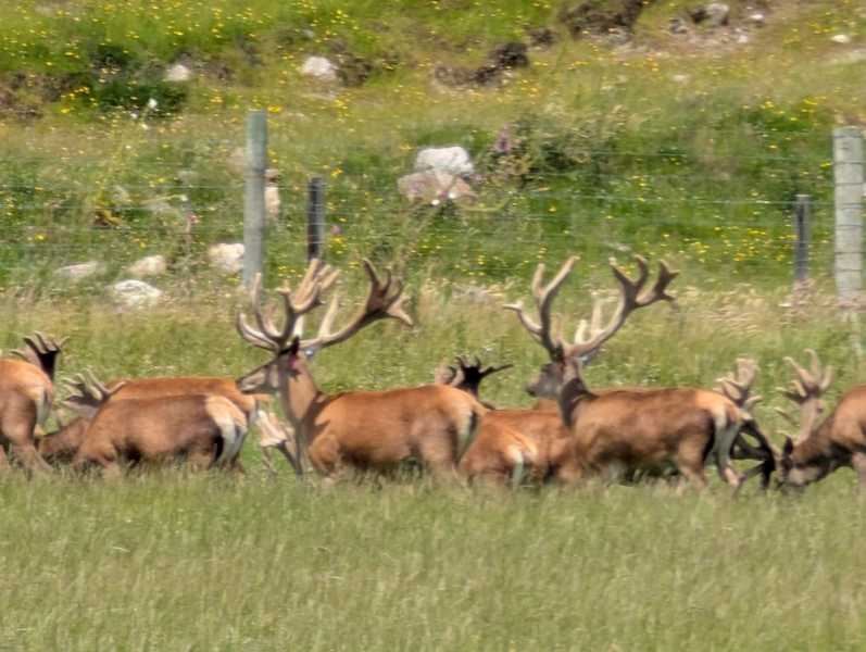 Новая Зеландия во второй раз на машине (21 день  - 2 острова) . Новогодние праздники