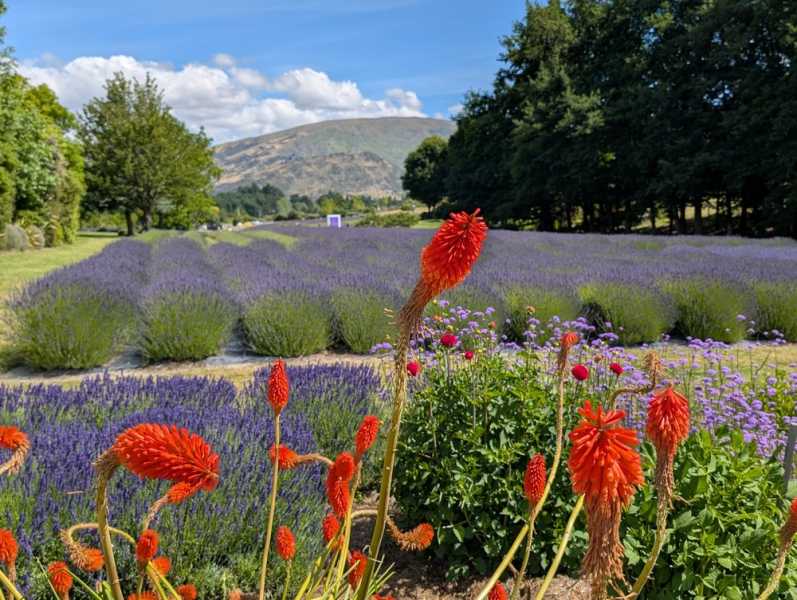 Новая Зеландия во второй раз на машине (21 день  - 2 острова) . Новогодние праздники